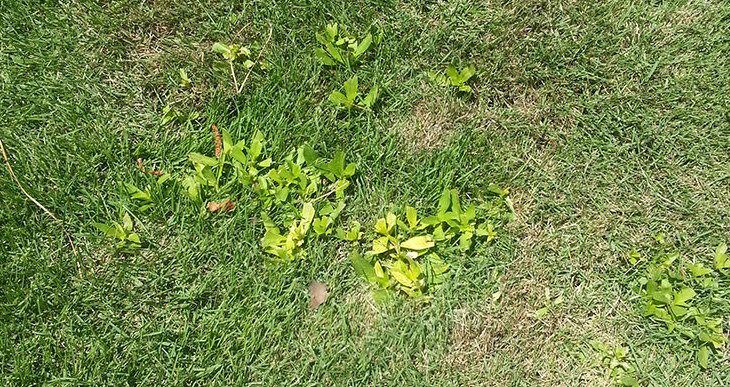 Carolina Vistas Lawn Care Summer Weeds Columbia SC