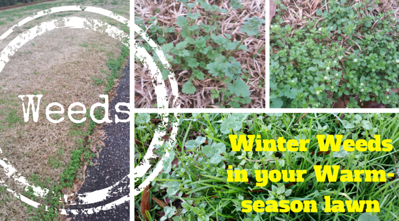 winter grass weeds