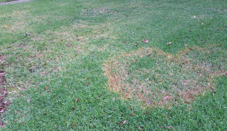 Large Patch disease, St. Augustine grass