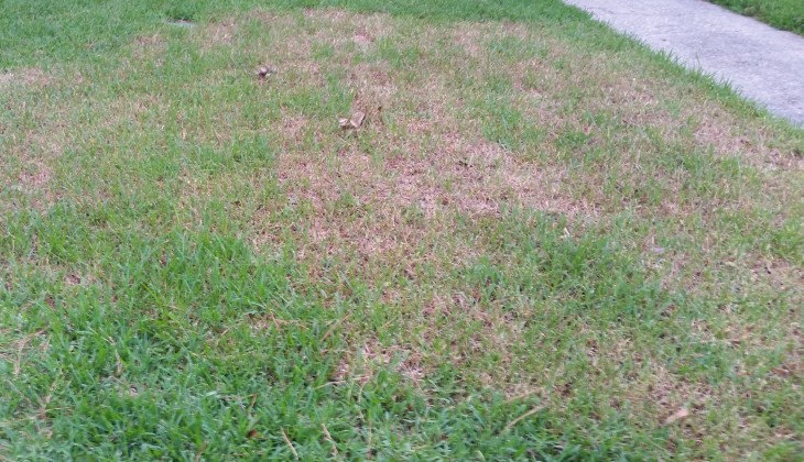 Chinch Bug damage - St. Augustine grass